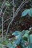 Lagerstroemia indica, bark