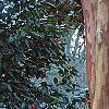 Lagerstroemia indica, bark