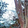 Lagerstroemia indica, bark
