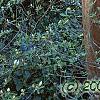 Lagerstroemia indica, bark