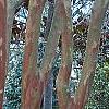 Lagerstroemia indica, bark