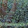 Lagerstroemia indica, bark