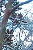 Lagerstroemia indica, bark