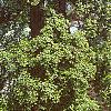 Liriodendron tulipifera, habit