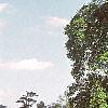 Liriodendron tulipifera, habit