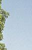 Liriodendron tulipifera, habit