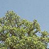 Liriodendron tulipifera, habit