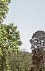 Liriodendron tulipifera, habit