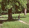 Liriodendron tulipifera, habit