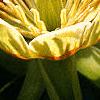 Liriodendron tulipifera, flowers