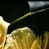 Liriodendron tulipifera, flowers