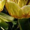 Liriodendron tulipifera, flowers