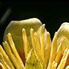 Liriodendron tulipifera, flowers