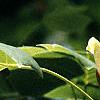 Liriodendron tulipifera, flowers