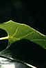 Liriodendron tulipifera, flowers