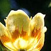 Liriodendron tulipifera, flowers