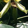 Liriodendron tulipifera, flowers