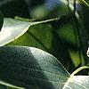 Liriodendron tulipifera, flowers