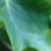 Liriodendron tulipifera, flowers