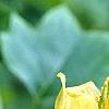 Liriodendron tulipifera, flowers