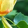 Liriodendron tulipifera, flowers