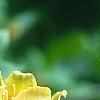 Liriodendron tulipifera, flowers