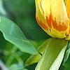 Liriodendron tulipifera, flowers