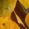 Liriodendron tulipifera, fall color