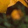 Liriodendron tulipifera, fall color