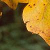 Liriodendron tulipifera, fall color