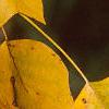 Liriodendron tulipifera, fall color