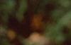 Liriodendron tulipifera, fall color