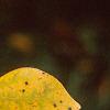 Liriodendron tulipifera, fall color
