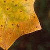 Liriodendron tulipifera, fall color