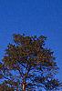 Liriodendron tulipifera, fall color