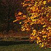 Liriodendron tulipifera, fall color