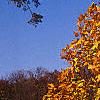 Liriodendron tulipifera, fall color