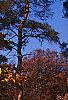 Liriodendron tulipifera, fall color