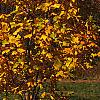 Liriodendron tulipifera, fall color