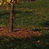 Liriodendron tulipifera, fall color