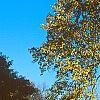 Liriodendron tulipifera, fall color