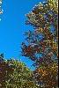 Liriodendron tulipifera, fall color