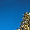 Liriodendron tulipifera, fall color