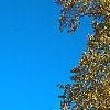 Liriodendron tulipifera, fall color