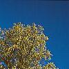 Liriodendron tulipifera, fall color