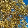 Liriodendron tulipifera, fall color