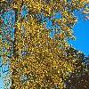 Liriodendron tulipifera, fall color