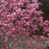 Magnolia 'Ann', habit