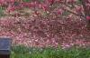 Magnolia 'Ann', habit