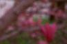 Magnolia 'Ann', flowers